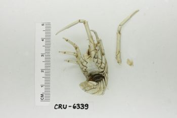 Media type: image;   Invertebrate Zoology CRU-6339 Description: Preserved specimen.;